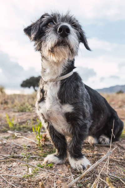 Kırsal kesimin orta dilinde köpek portresi 