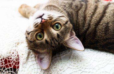 Kedi görünüyor kalkık gözler, kafasını geri atılır, kedinin güzel yeşil gözlü sarı gözler. çizgili, kırmızı kedi gördüm. Beyaz dantel arka plan üzerinde.