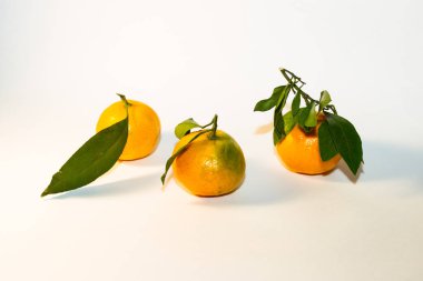 Mandalina çalı çırpı ve yapraklarda hafif bir arka plan ile grup