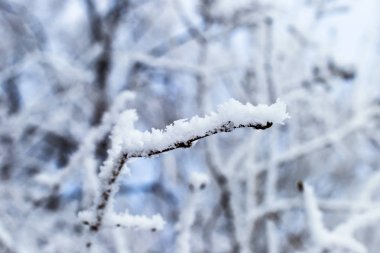hoarfrost kar şube veya çalılar, kış masal, arka plan, abstratsiya, doğal desen bir arka plan üzerinde kapsamında şube
