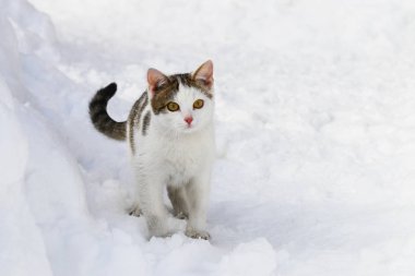 Karda snowdrifts safkan bir kedi mevcuttur.