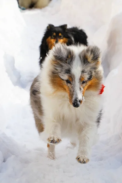 Dogs of the Shelty breed run through the snow in a hollow, in wi