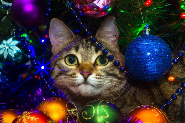 Кот дикого цвета под елкой в окружении Рождества — стоковое фото