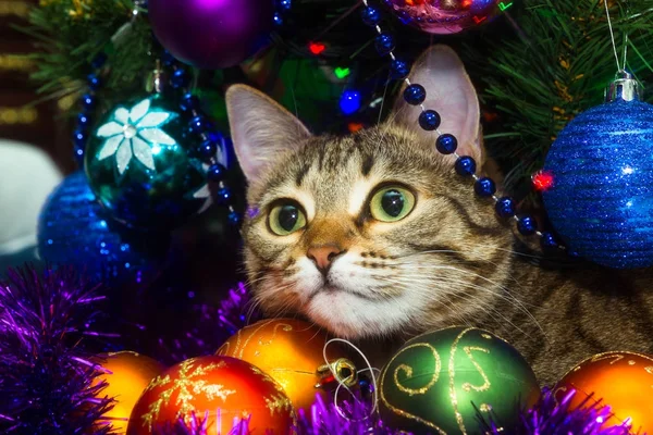 Кот дикого цвета под елкой в окружении Рождества — стоковое фото