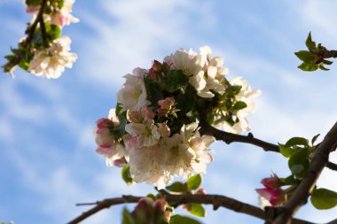 Gökyüzüne karşı elma çiçeği. Meyve tre pembe hassas yaprakları