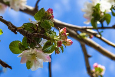 Gökyüzüne karşı elma çiçeği. Meyve tre pembe hassas yaprakları