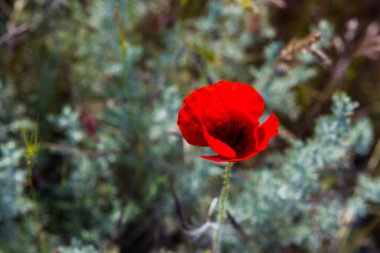 Kırım, Ukrayna. Çiçek açan yabani çiçekler ve gelincikler, yamaçlar, antik taşlar ve bulutlar, Sivastopol bölgesindeki antik bir şehir.