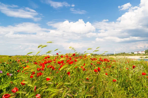 Crimeia Ucrânia Florescimento Flores Silvestres Papoilas Encostas Pedras Antigas Nuvens — Fotografia de Stock