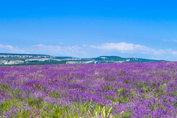 Lavender fields in the Crimea. Bright midday sun, ears and mount — Stock Photo, Image