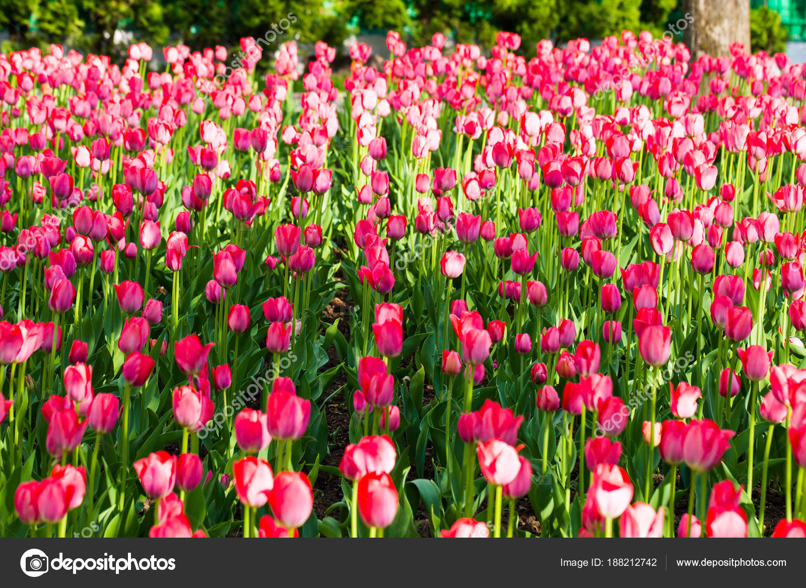 Field of tulips. Spring flowers on the flower beds ...