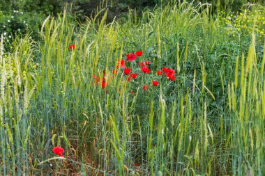 Kırım Dağları rengarenk çim çiçeklenme. Haşhaş bir