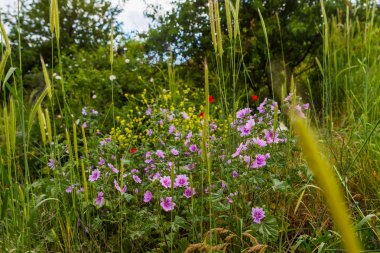 Kırım Dağları rengarenk çim çiçeklenme. Haşhaş bir
