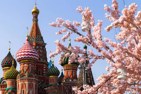 Весна Москва Міський Ландшафт Собор Василя Блаженного Квітучого Вишневого Дерева — стокове фото