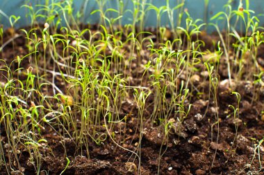 Pencerede tohumlar var. Sadece tohumlar filizlendi. Kutuda narin filizler.