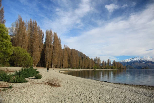 Att Wanaka Träd Sjön Wanaka Nya Zeeland — Stockfoto