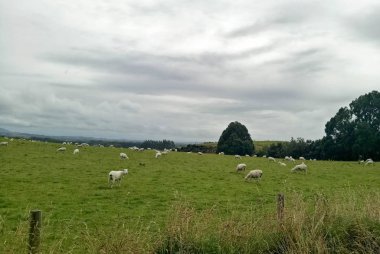 Yeni Zelanda güzel manzara