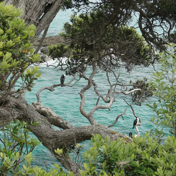 Belle Vue Autour Waipu Beach North Island Nouvelle Zélande — Photo