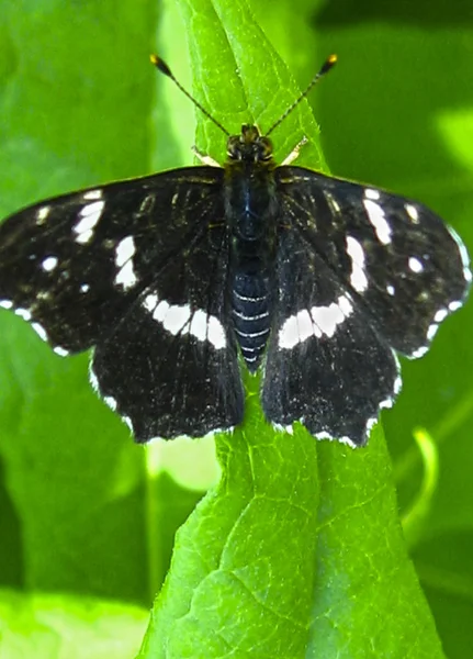 Schmetterlingsschokolade Sitzt Sommer Auf Einer Blume Der Natur — Stockfoto