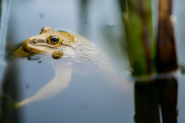 Gele kikker drijft in het water, mooie amfibie — Stockfoto