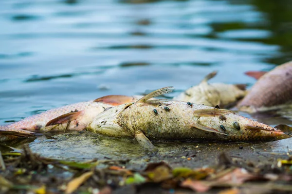 Legyek nyüzsögnek a tóban úszó halakban. halak haltak meg. — Stock Fotó