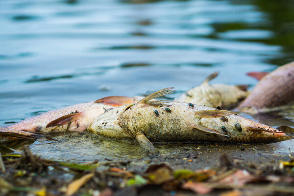 Мухи кишат дохлыми рыбами в озере. рыба умирала
