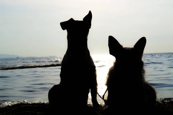 Silhouette of couple white jack Russell stands and sit together