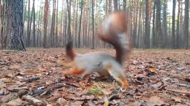 Белка Красный Мех Смешно Едят Семена Осенний Лес Заднем Плане — стоковое видео
