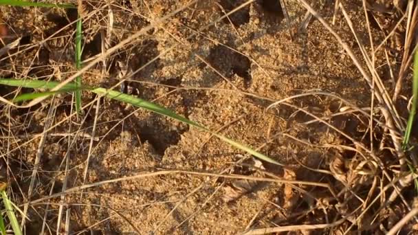 Ein Ameisenhaufen Boden Ameisen Kriechen Auf Dem Sand Die Kamera — Stockvideo