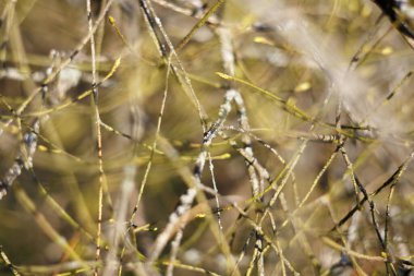 Sıcak sarı-yeşil tonlarda sığ bir alan derinliğine sahip birçok kuru dal. Dallar dokuya sahip soyut bir arkaplan oluşturur. Yumuşak odak.
