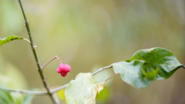 Ağaç dalında yapraklı kırmızı dut. Bokeh, yumuşak odaklan. Helios 'ta çekildi, 16: 9.