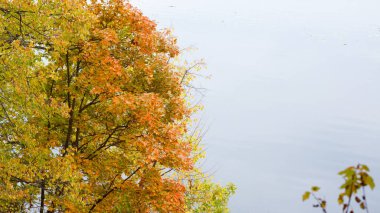 Rezervuarın kıyısındaki sonbahar ormanı. Sarı ve kırmızı renkte parlak yapraklar. Sessiz bir su boşluğu. Çekim Helios 'ta 16: 9