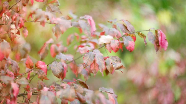 Autumn foliage, bright colors, red yellow leaves. Tree branch in bright autumn colors. Bokeh in a semicircle. Background, depth of field. Taken on Helios, 16: 9.
