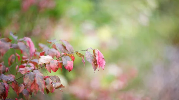 Autumn foliage, bright colors, red yellow leaves. Tree branch in bright autumn colors. Bokeh in a semicircle. Background, depth of field. Taken on Helios, 16: 9.