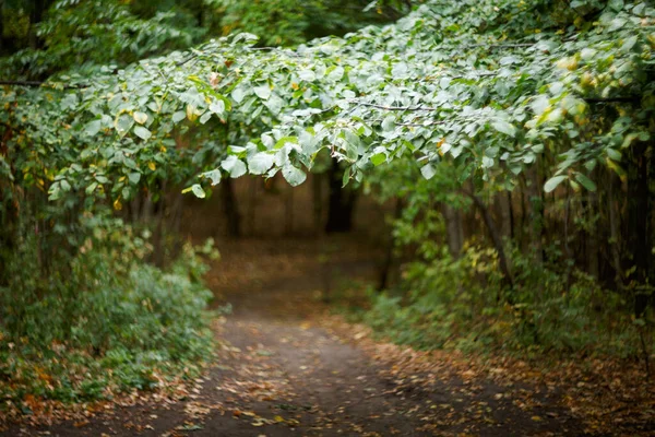 Pad Het Groene Bos Takken Van Bomen Lijken Het Pad — Stockfoto