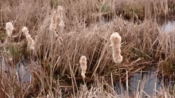 Oud Droog Gras Riet Het Meer Foto Warme Kleuren Bewolkt — Stockvideo