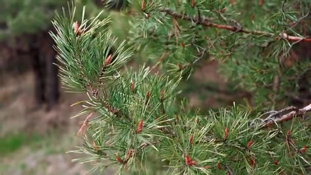 Spruce Green Branch Sways Wind Pada Cabang Adalah Tunas Kerucut — Stok Video