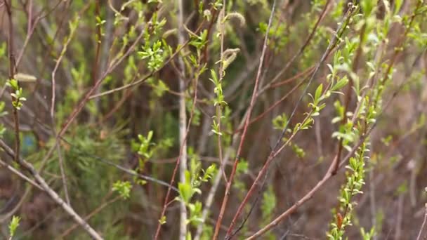 Branche d'arbre mince avec des bourgeons verts. Le printemps, les feuilles fleurissent, les feuilles balancent dans le vent. tronc d'arbre aux feuilles vertes. majoritairement nuageux .