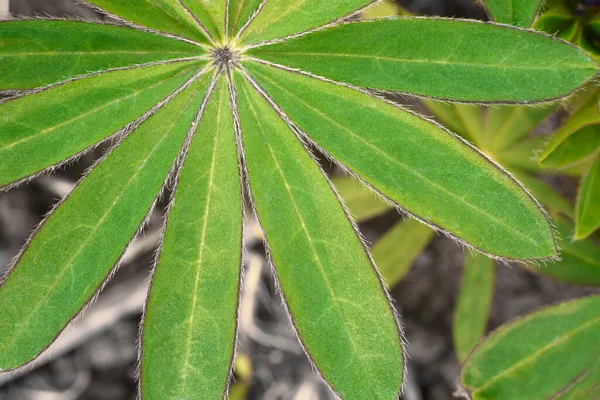 Lupine leaves close up. Perfect geometry, green leaves in perfect shape. Leaves are covered with pile. Close-up.