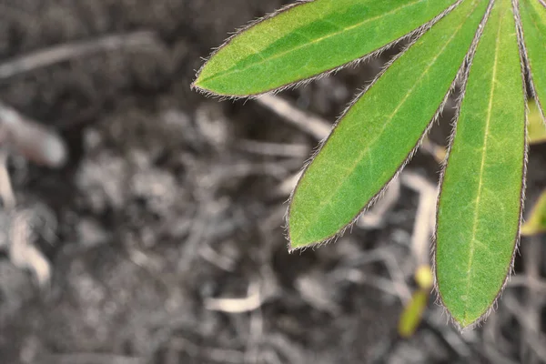 Lupine leaves close up. Perfect geometry, green leaves in perfect shape. Leaves are covered with pile. Close-up. There is space on a black background for your inscription.