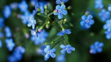Mavi menekşeler rüzgarda güçlü bir şekilde dalgalanıyor. Bir sürü çiçek, yeşil yapraklar. Çiçek tomurcukları gevşemiş, rüzgar esiyor..