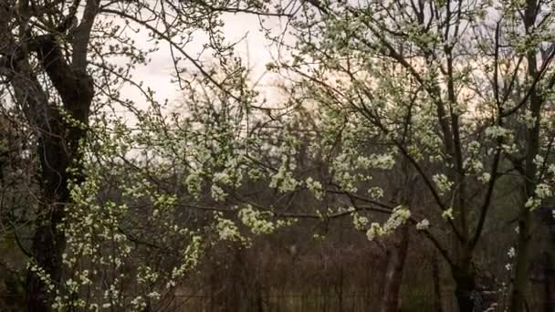 春にはアプリコットの木が咲く庭 枝は日没の空を塞ぐ 暖かい春の夜 夕日の暖かい色 カメラの動き — ストック動画
