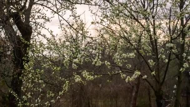 Giardino Con Albicocche Fiorite Primaverili Rami Bloccano Cielo Del Tramonto — Video Stock