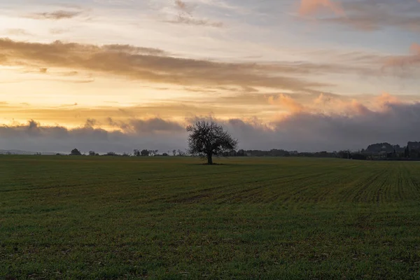 Tilled field with a leafless tree in the middle in the sunset