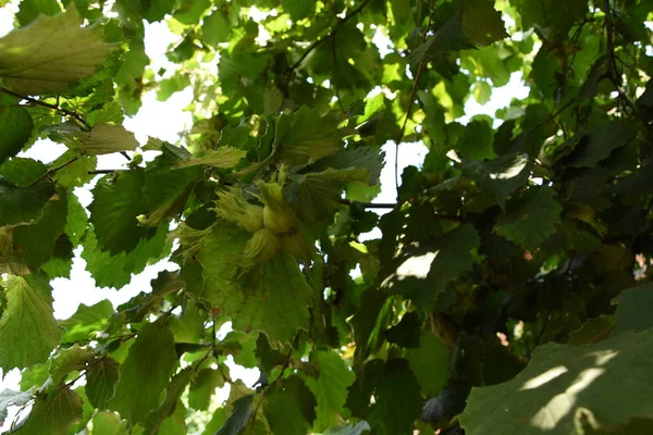 Hazelnoot Een Groene Tak Groene Hazelnoten Verborgen Het Gebladerte Van — Stockfoto