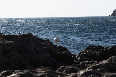 Küçük beyaz bir martı, gri taşların arasında oturur.
