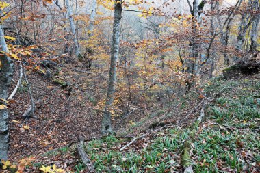 Sonbahar geçidi yakacak odun ve yapraklarla doludur..
