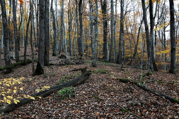 숲 속의 키큰 나무에 노란 나뭇잎을 조금 남겨 놓고. — 스톡 사진