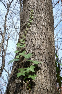 Kocaman bir ağaç gövdesi, yeşil sarmaşık örüyor. Sonbahar dışarıda, parkta çıplak ağaçlar, sadece yeşil sarmaşık parlak bir nokta..