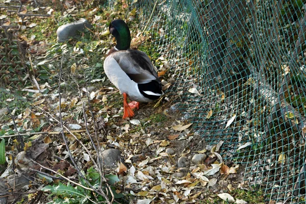 Colorato Drake Solitario Calpesta Lungo Riva Lungo Una Recinzione Rete — Foto Stock