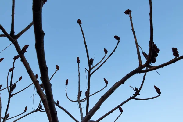 Sonbahar Havası Mavi Gökyüzüne Karşı Çıplak Ağaç Ağacın Üzerinde Hiç — Stok fotoğraf
